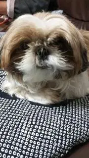モコ