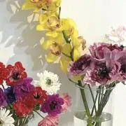 mitonの画像