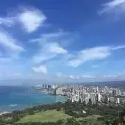 ミントの画像