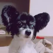 ayaco