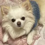 きちゃ　（内容を確かめてご購入ください）の画像