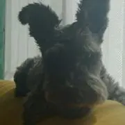 ぶんぶんの画像