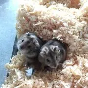 とっと