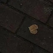 おぱんちゅ