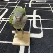 ponponponの画像