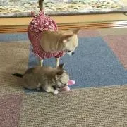 Pefioの画像