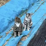 tomoakiの画像