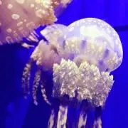 しばらく客対応のため発送要相談の画像