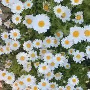 こにゃーこ
