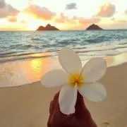 alohaの画像