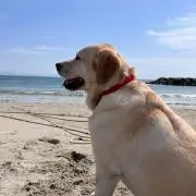 こいぬの画像
