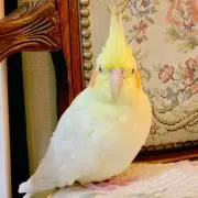 ★まゆ★の画像