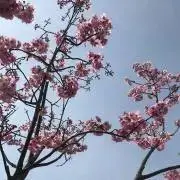 SMILeeysの画像