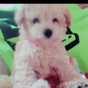 みんみの画像