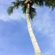 YAKKOの画像