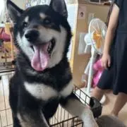 まんちゃんの画像