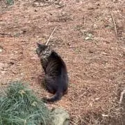 まさの画像