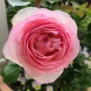 るうの画像