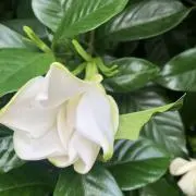 丝瓜豆鼓面の画像