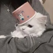 ecの画像