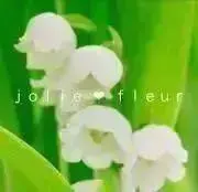 ｊｏｌｉｅ ❤︎ ｆｌｅｕｒの画像