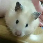 ringo
