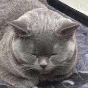 かつおの画像