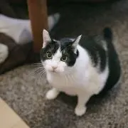 ミムラ