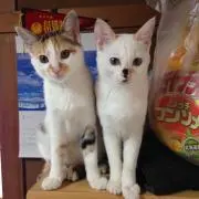 ゆっこ