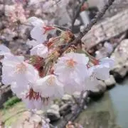 ここねここ