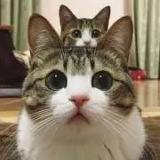 ミツの画像