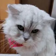 Pokokumi