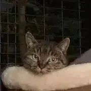 caoの画像