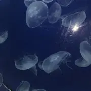 miyumaniaの画像