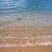 陽の画像