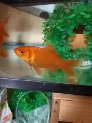 Kozakanaの画像