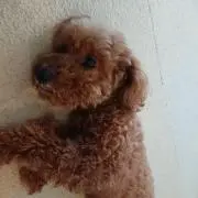 タラの画像