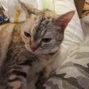 キクSJ5の画像