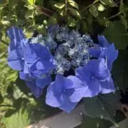 山仙人