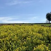 mittiの画像