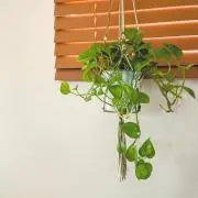 tknn.の画像