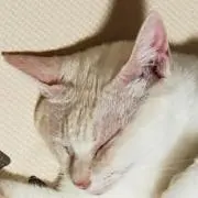 カリンの画像