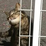 みーにゃーごの画像