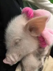 ビクナの画像