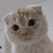 Aceの画像