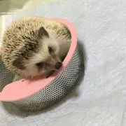 yossyの画像