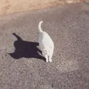 みみももの画像