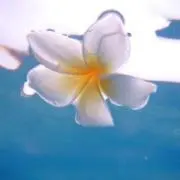 なぎさの画像