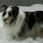 リチェ