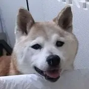 小太郎の画像